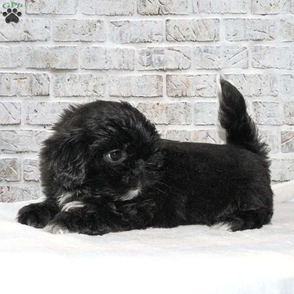 Peanut, Shih Tzu Puppy